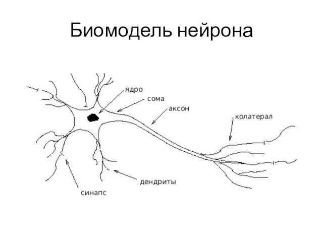 Биомодель нейрона