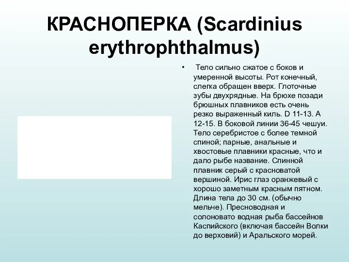 КРАСНОПЕРКА (Scardinius erythrophthalmus) Тело сильно сжатое с боков и умеренной