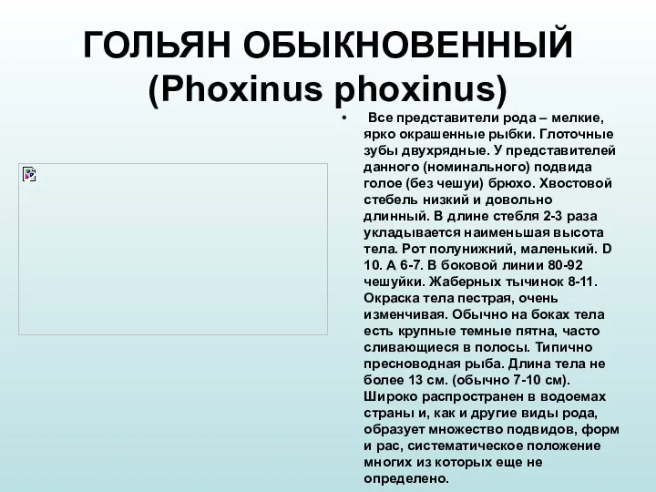 ГОЛЬЯН ОБЫКНОВЕННЫЙ (Phoxinus phoxinus) Все представители рода – мелкие, ярко