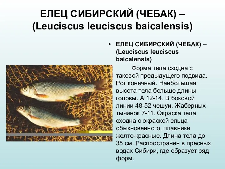 ЕЛЕЦ СИБИРСКИЙ (ЧЕБАК) – (Leuciscus leuciscus baicalensis) ЕЛЕЦ СИБИРСКИЙ (ЧЕБАК)