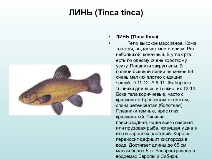 ЛИНЬ (Tinca tinca) ЛИНЬ (Tinca tinca) Тело высокое массивное. Кожа