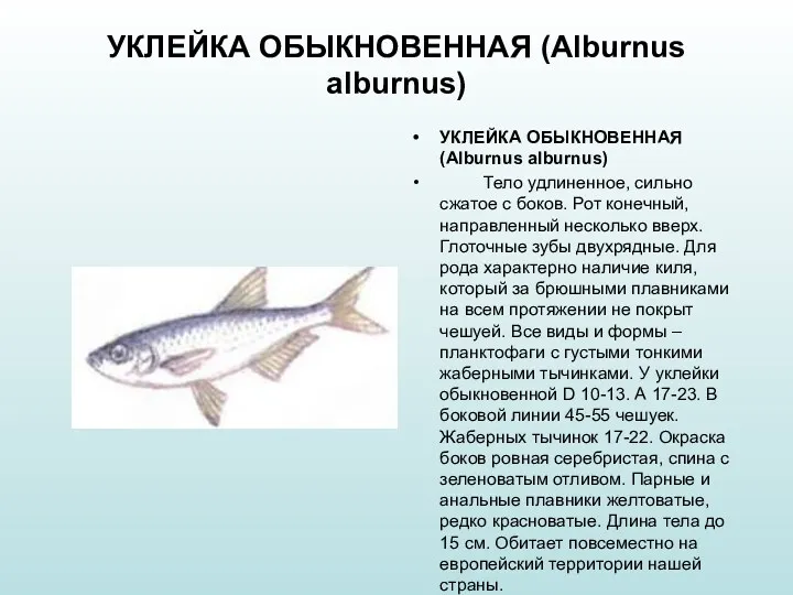 УКЛЕЙКА ОБЫКНОВЕННАЯ (Alburnus alburnus) УКЛЕЙКА ОБЫКНОВЕННАЯ (Alburnus alburnus) Тело удлиненное,