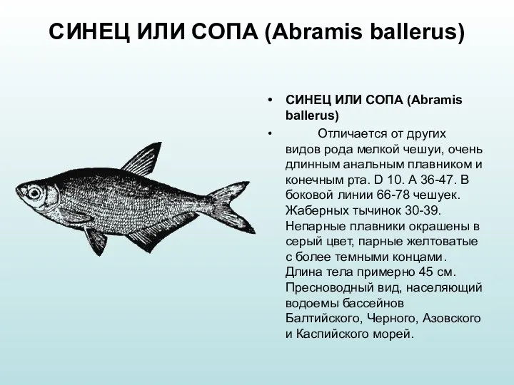 СИНЕЦ ИЛИ СОПА (Abramis ballerus) СИНЕЦ ИЛИ СОПА (Abramis ballerus)