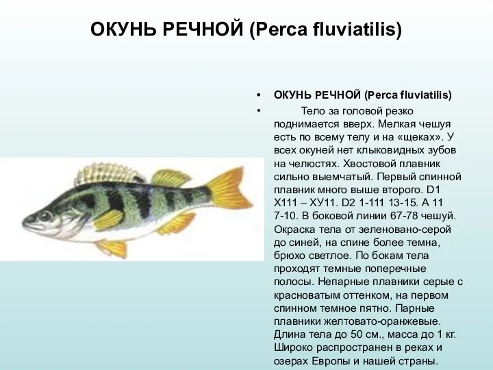 ОКУНЬ РЕЧНОЙ (Perca fluviatilis) ОКУНЬ РЕЧНОЙ (Perca fluviatilis) Тело за