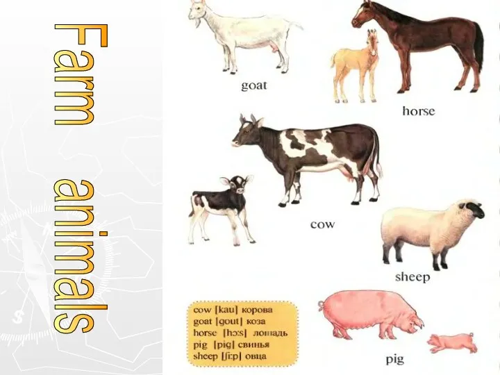 Farm animals