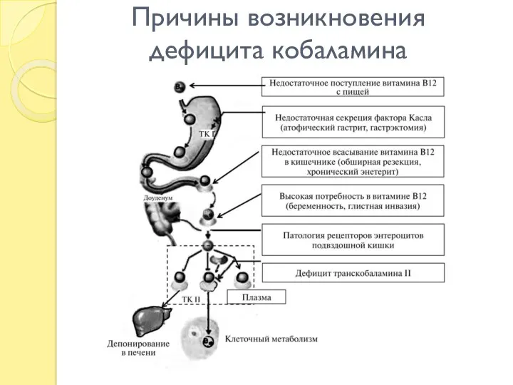 Причины возникновения дефицита кобаламина