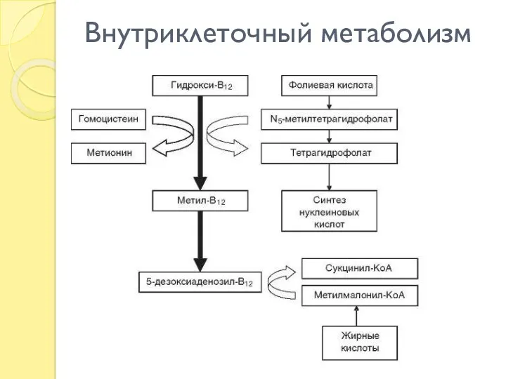 Внутриклеточный метаболизм