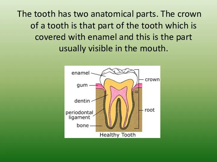 The tooth has two anatomical parts. The crown of a