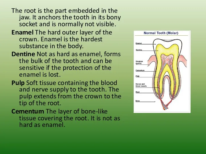 The root is the part embedded in the jaw. It