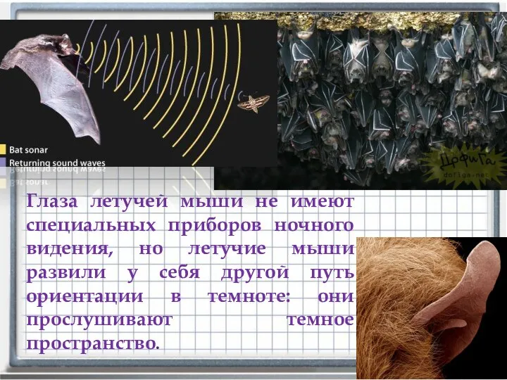 Глаза летучей мыши не имеют специальных приборов ночного видения, но летучие мыши развили