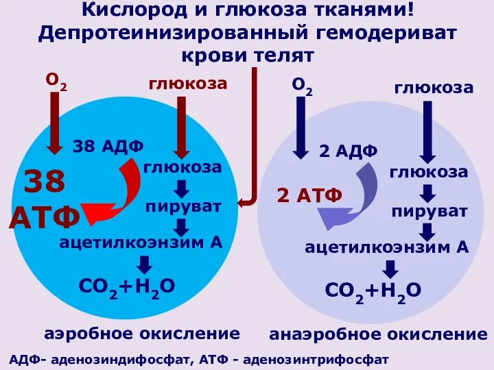 О2 глюкоза глюкоза пируват ацетилкоэнзим А CO2+H2O аэробное окисление 38 АДФ 38 АТФ