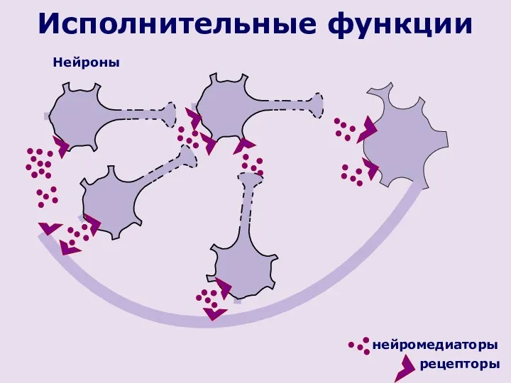 нейромедиаторы Исполнительные функции Нейроны рецепторы