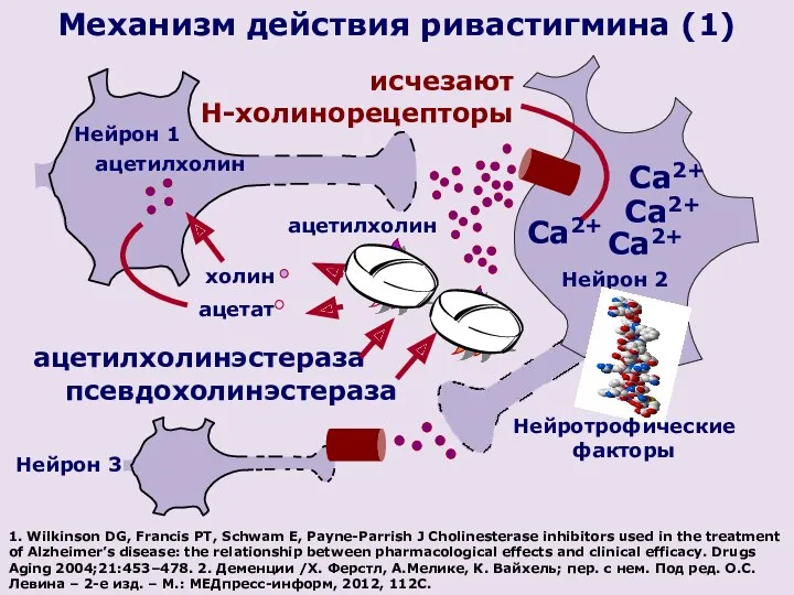 ацетилхолин Нейрон 1 исчезают Н-холинорецепторы Нейрон 2 Са2+ Са2+ холин ацетат ацетилхолин ацетилхолинэстераза