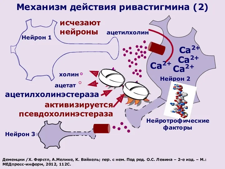 ацетилхолин Нейрон 1 исчезают нейроны Нейрон 2 Са2+ Са2+ холин ацетат ацетилхолинэстераза Механизм