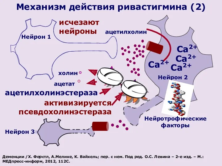 ацетилхолин Нейрон 1 исчезают нейроны Нейрон 2 Са2+ Са2+ холин