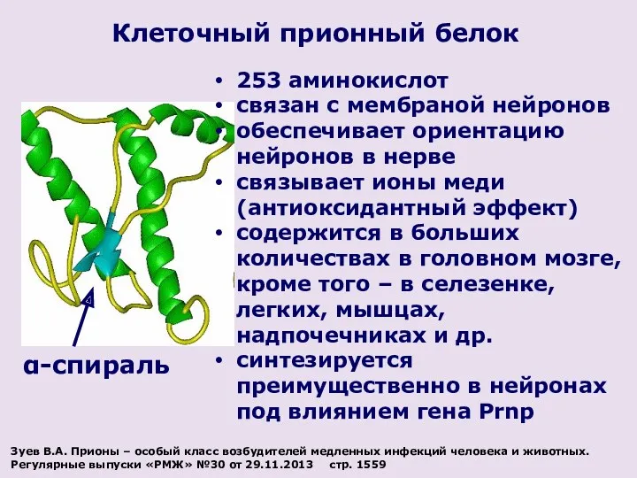 Клеточный прионный белок α-спираль 253 аминокислот связан с мембраной нейронов