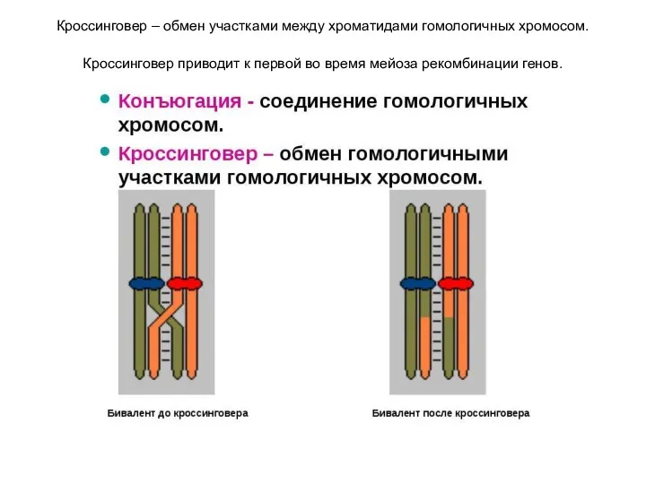 Кроссинговер – обмен участками между хроматидами гомологичных хромосом. Кроссинговер приводит