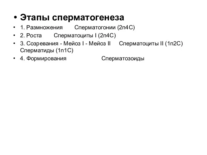 Этапы сперматогенеза 1. Размножения Сперматогонии (2n4C) 2. Роста Сперматоциты I