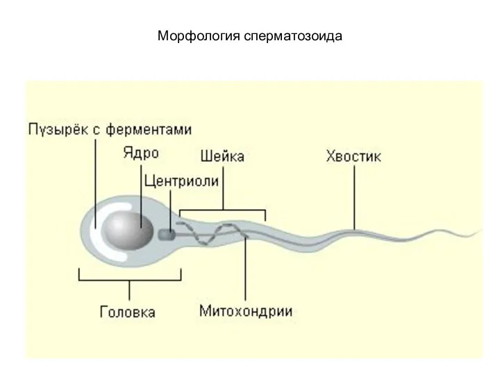 Морфология сперматозоида