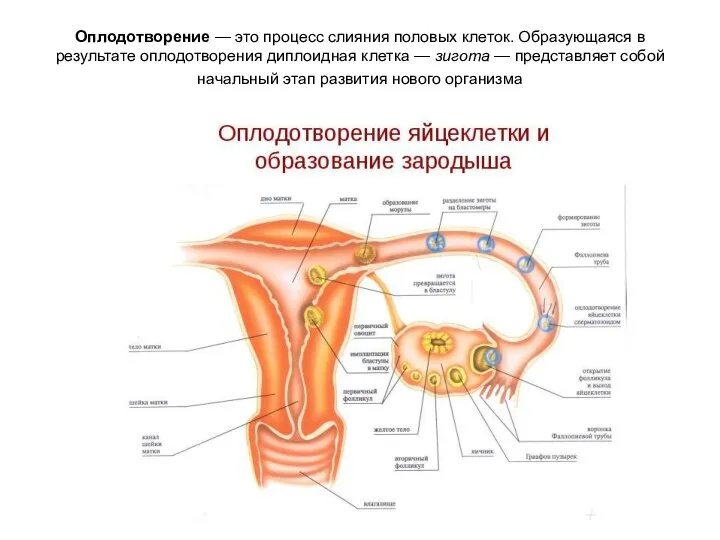 Оплодотворение — это процесс слияния половых клеток. Образующаяся в результате
