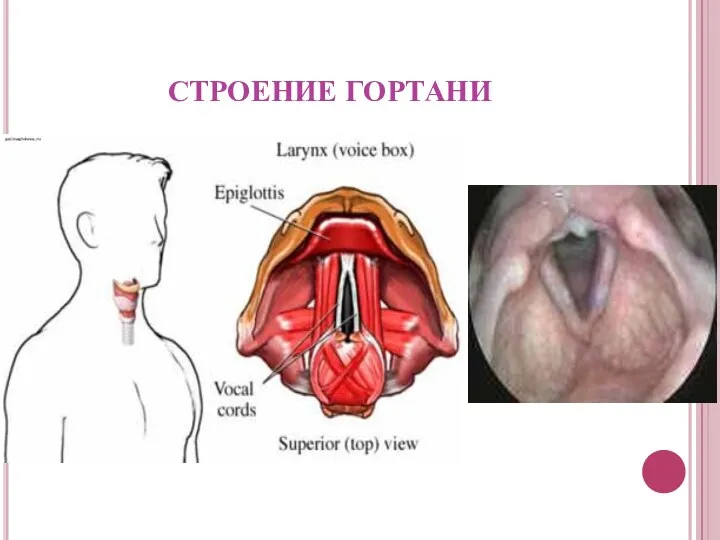 СТРОЕНИЕ ГОРТАНИ