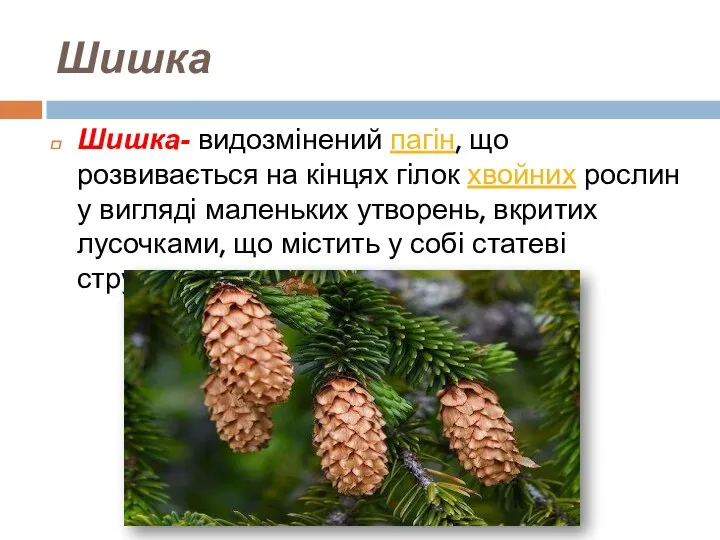 Шишка Шишка- видозмінений пагін, що розвивається на кінцях гілок хвойних