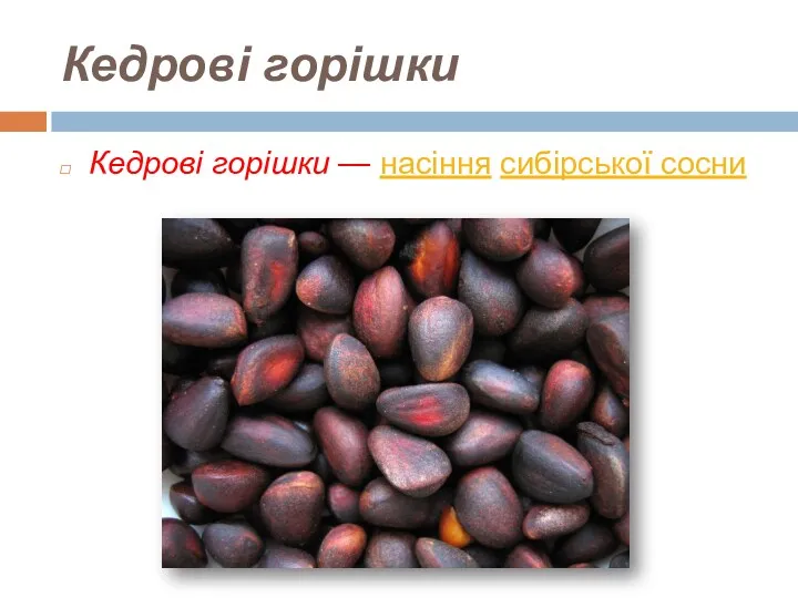 Кедрові горішки Кедрові горішки — насіння сибірської сосни