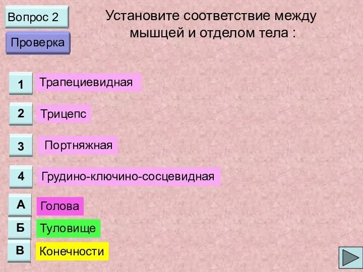 Вопрос 2 Установите соответствие между мышцей и отделом тела :