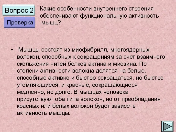 Вопрос 2 Мышцы состоят из миофибрилл, многоядерных волокон, способных к