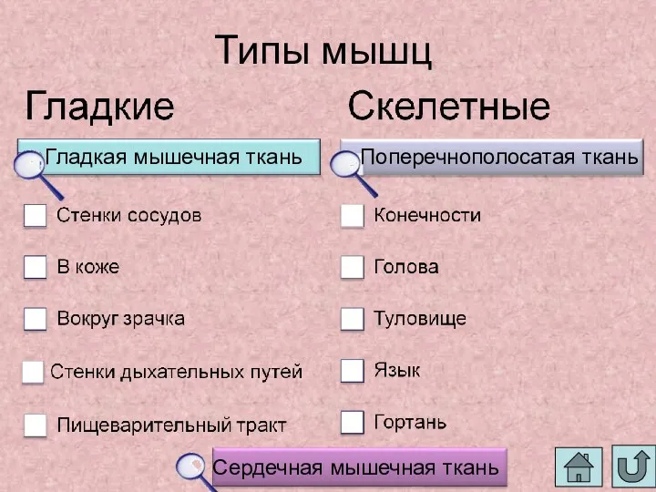 Типы мышц Гладкая мышечная ткань Поперечнополосатая ткань