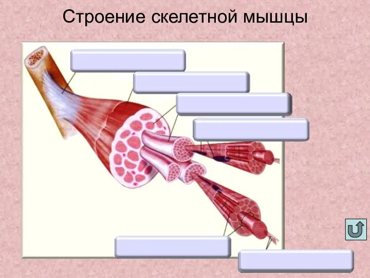 Строение скелетной мышцы