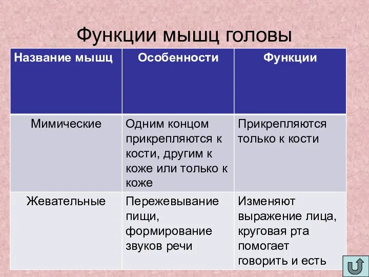 Функции мышц головы