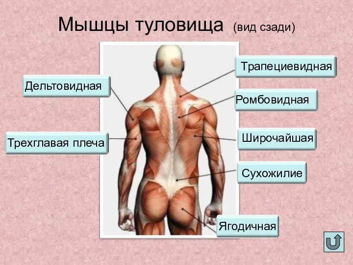Мышцы туловища (вид сзади)