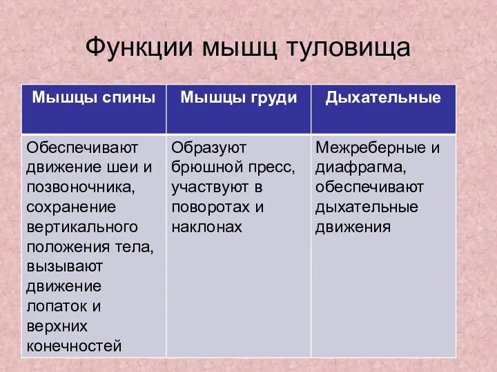 Функции мышц туловища