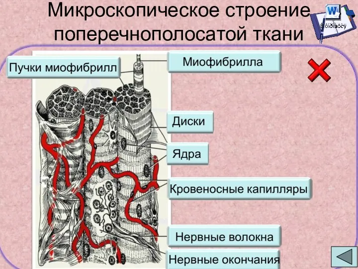 Микроскопическое строение поперечнополосатой ткани