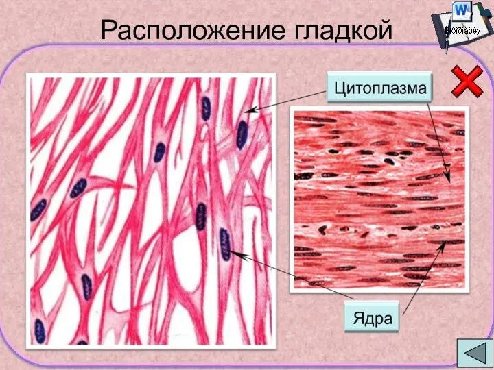 Расположение гладкой мышечной ткани в организме Продольные мышцы кишечника