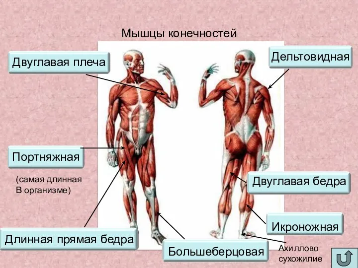 Мышцы конечностей (самая длинная В организме) Ахиллово сухожилие