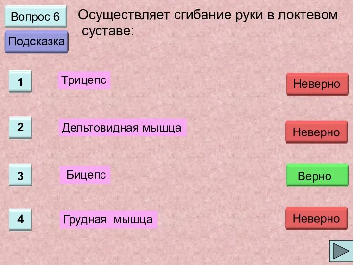 Вопрос 6 Осуществляет сгибание руки в локтевом суставе: Трицепс Дельтовидная мышца Бицепс Грудная мышца