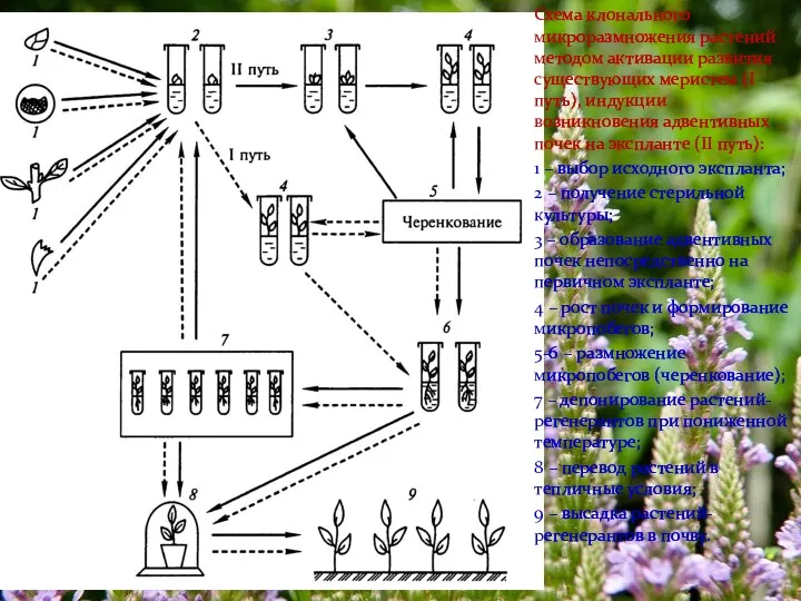 Схема клонального микроразмножения растений методом активации развития существующих меристем (I путь), индукции возникновения