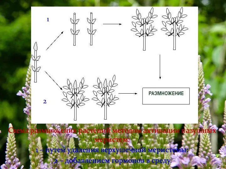 Схема размножения растений методом активации пазушных меристем: 1 – путем удаления верхушечной меристемы: