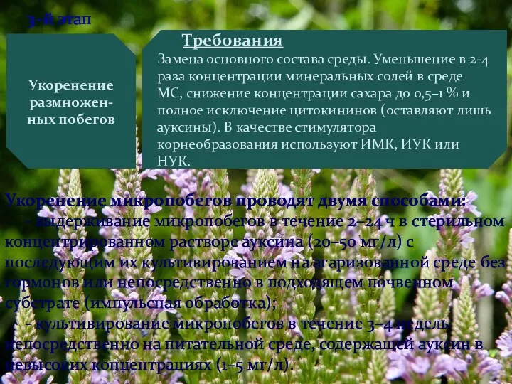 3–й этап Укоренение размножен-ных побегов Требования Замена основного состава среды. Уменьшение в 2-4