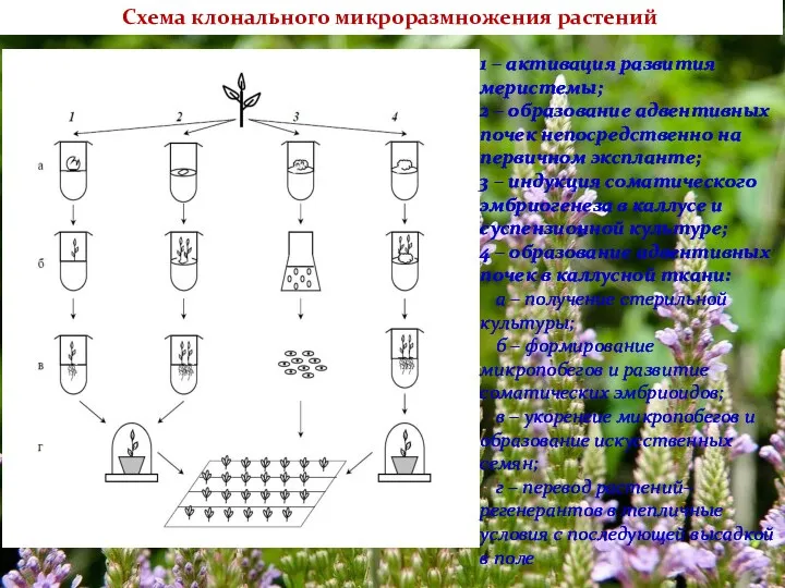 Схема клонального микроразмножения растений 1 – активация развития меристемы; 2 – образование адвентивных