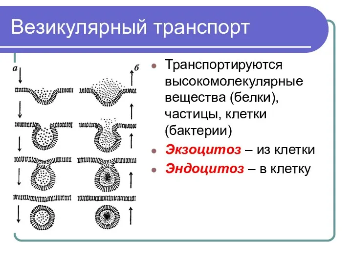 Везикулярный транспорт Транспортируются высокомолекулярные вещества (белки), частицы, клетки (бактерии) Экзоцитоз