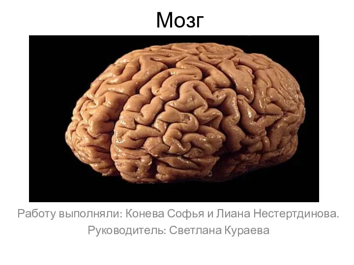Мозг. Головной мозг как орган