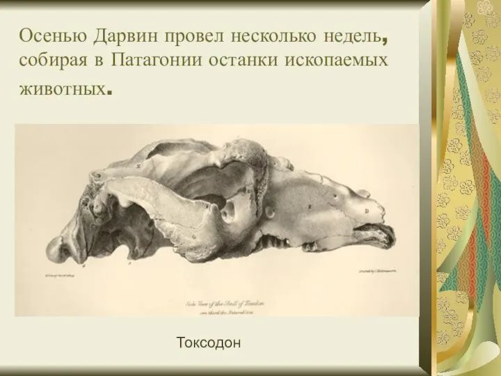 Осенью Дарвин провел несколько недель, собирая в Патагонии останки ископаемых животных. Токсодон
