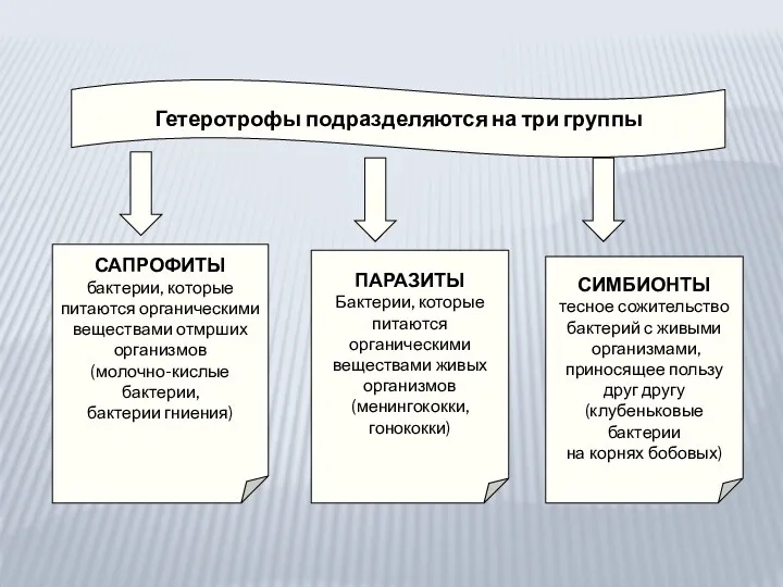 Гетеротрофы подразделяются на три группы САПРОФИТЫ бактерии, которые питаются органическими