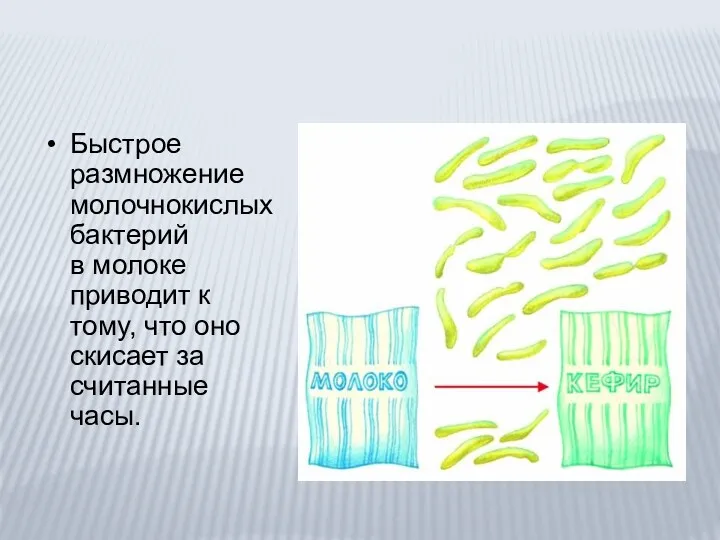 Быстрое размножение молочнокислых бактерий в молоке приводит к тому, что оно скисает за считанные часы.