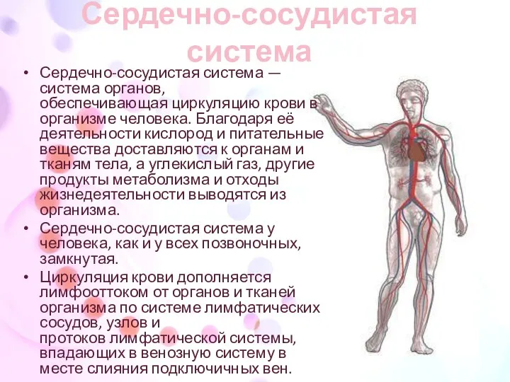Сердечно-сосудистая система Сердечно-сосудистая система — система органов, обеспечивающая циркуляцию крови