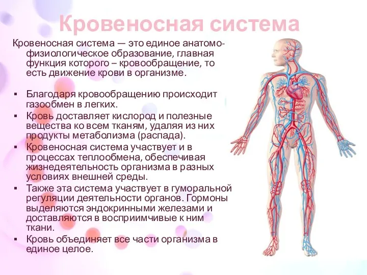 Кровеносная система Кровеносная система — это единое анатомо-физиологическое образование, главная