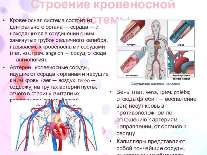 Строение кровеносной системы Кровеносная система состоит из центрального органа —